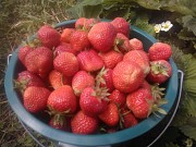 Продам ягоду полуниці