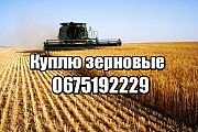 Куплю зерно оптом (куплю сою, рапс, ячмень, кукурузу, подсолнечник, се