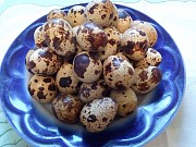 Перепелиные инкубационные яйца золотистого Феникса
