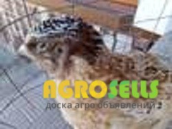 Перепелиные инкубационные яйца золотистого Феникса