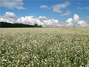 Гречиха. Купить гречку оптом. Гречиха опт.