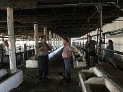 Доильные залы, молокопроводы, вакуумопроводы для крупного рогатого ско
