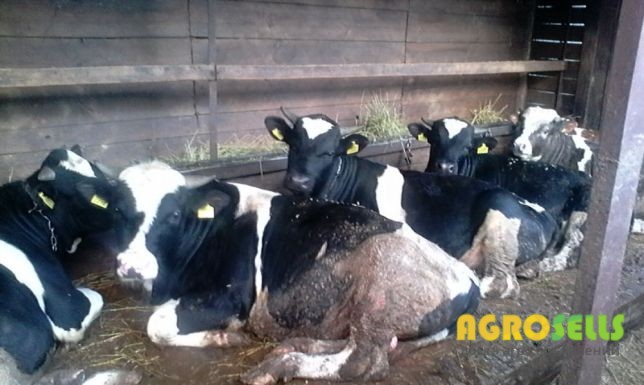Продам партию быков