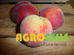 Свежий персик из своего сада (47 га)