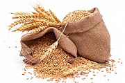 Пшениця. Куплю пшеницю. Кропивницький і область