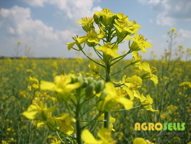 Семена рапса Сорт Квебек - глифосат Seed Grain