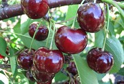 Продам Саженцы вишни Встреча