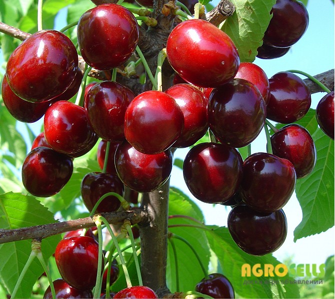 Продам Саженцы черешни Валерия