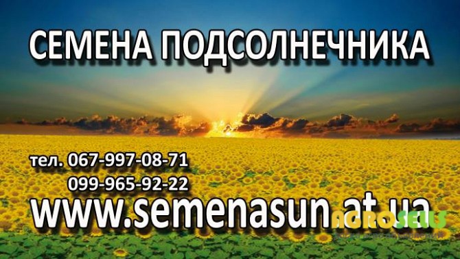 семена подсолнечника Syngenta LG(остатки) от 120$