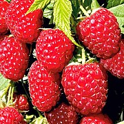 Продам малину. Срочно! Київська обл. Самовивіз!