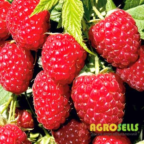 Продам малину. Срочно! Київська обл. Самовивіз!