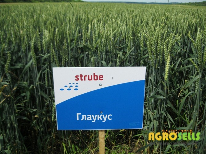 Посівна Озима пшениця ГЛАУКУС (Штрубе, Німеччина)