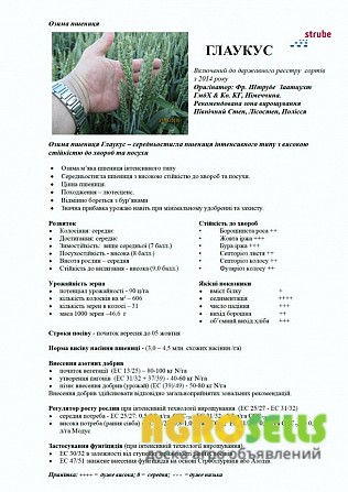 Посівна Озима пшениця ГЛАУКУС (Штрубе, Німеччина)