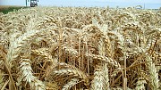Озима пшениця КОЛОНІА 1р