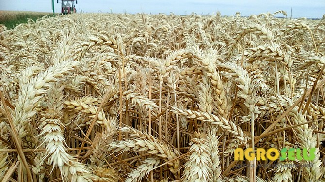 Озима пшениця КОЛОНІА 1р