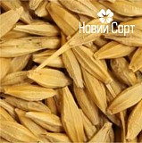Ячмінь озимий – ціни на сертифіковане насіння