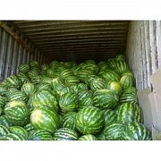 Продам арбуз оптом