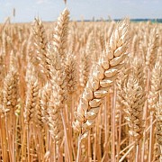 Продам первую репродукцию озимой пшеницы
