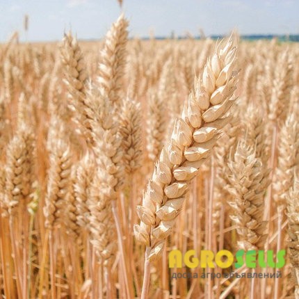 Продам первую репродукцию озимой пшеницы