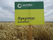Продам Пшеницю Озиму Лукуллус, Житомирская обл