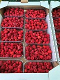 Продамо висококласну малину на експорт