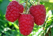 Продам саженцы ежевики, саженцы малины, саженцы смородины.