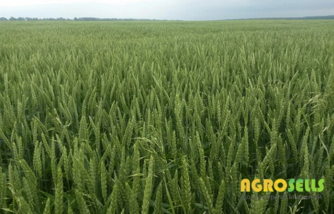 Сорт озимої м'якої пшениці Скаген, 1 репродукція