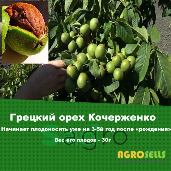 Грецкий орех КОЧЕРЖЕНКО 2х летний Урожай 2018