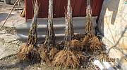 Продам саженцы черной смородины