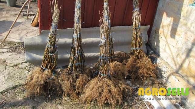 Продам саженцы черной смородины