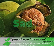 Грецкий Орех Великан 3-х летний, купить Саженец ореха