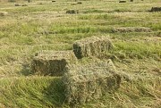 Продажа Сена в тюках 2018