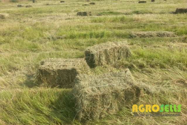 Продажа Сена в тюках 2018