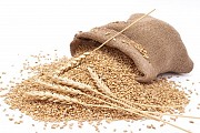 КУПЛЮ СОРГО, ЛЁН, КУКУРУЗУ, СОЮ, РАПС