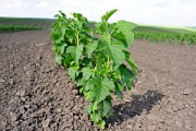 СМОРОДИНА ГОФЕРТ-17грн кущ Продажа саджанців вересень-жовтень 2019р
