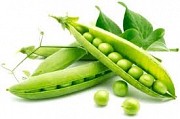Горох Готівський 1 р