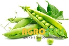 Горох Готівський 1 р