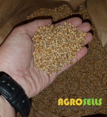 Продам семена пшеницы FARREL