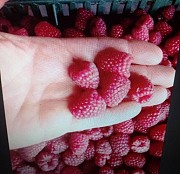Продам оптом замороженную малина, сухую органическая малину