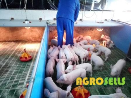 Продам поросят по 23-26кг