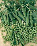 Продаём семена зелёного гороха сорта "Зекон","Профит",1-репродукция.