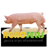 племінні свині, хряки, кнур, свиноматка, F1, сперма