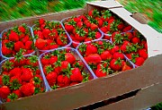 Гофролоток под клубнику на 5 кг бурый