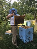 Продам пасеку
