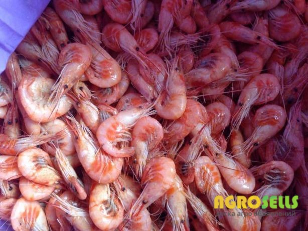 Продам черноморскую креветку средних размеров черноморские(рачки)