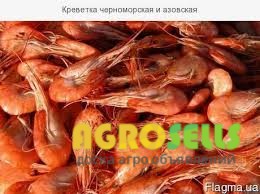 Самые вкусные черноморские креветки!!! Доставка круглогодично!!!