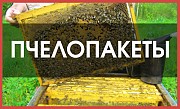 Продам пчелопакеты