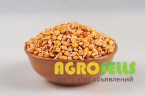 Предлагаем органическую кукурудзу