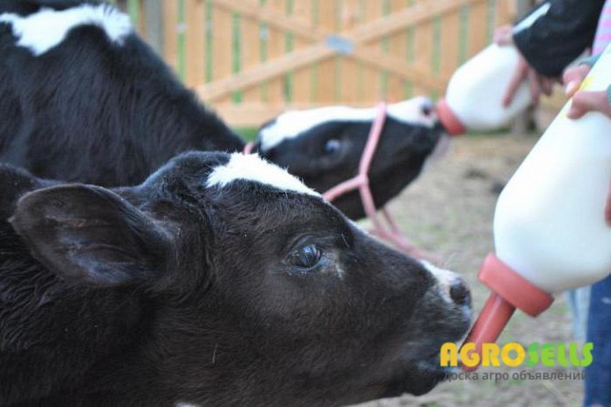 продам Сухе молоко від виробника