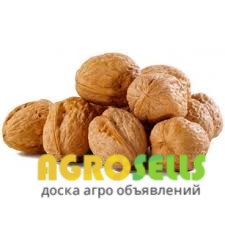 Продам саженцы грецкого ореха